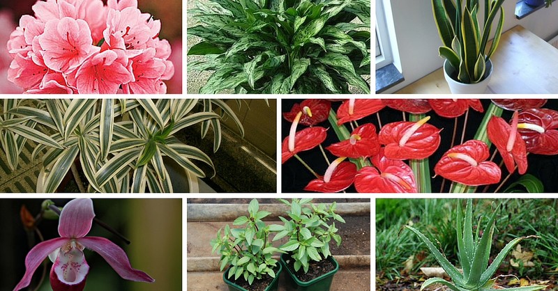  9 Indoor-Friendly Plants to Grow at Your Home