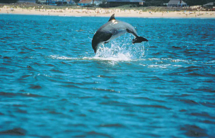  What to Do and What Not to Do When Doing Dolphin Cruises Tour