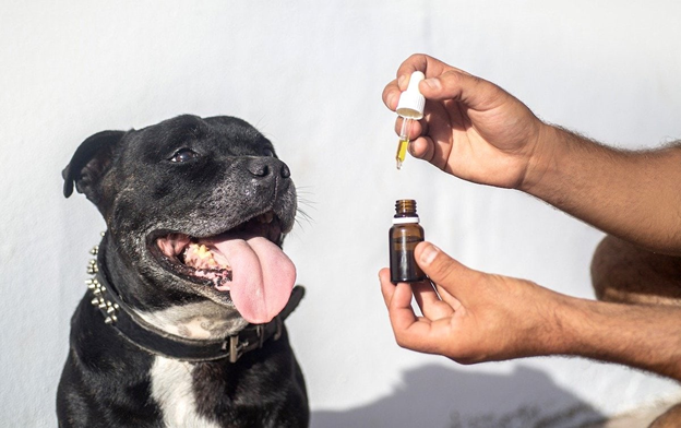  CBD For Dogs: How This Miracle Oil Can Benefit Your Pup