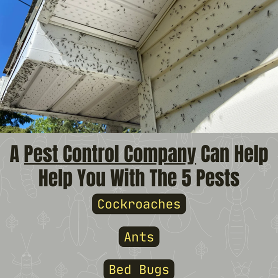 A Pest Control Company Can Help Help You With The 5 Pests