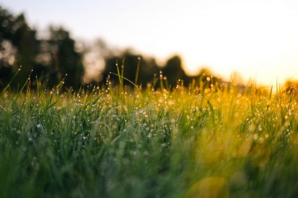Healthy Lawn 