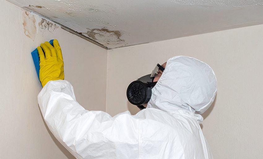  How Professional Mold Removal Prevents Costly Repairs in Fargo