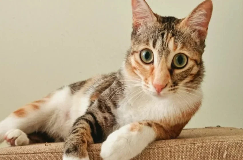  Why Vaccination Schedules Are Essential For Young Pets