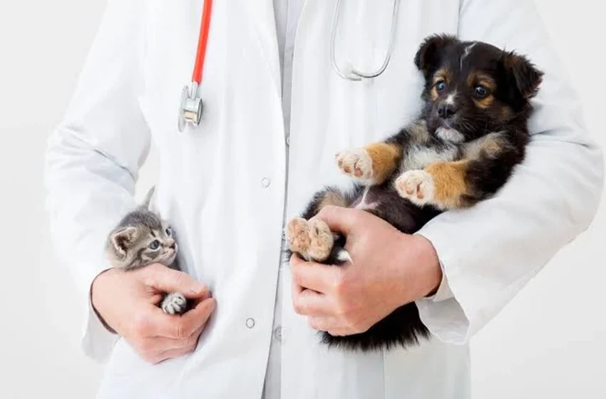  6 Details That Help An Animal Clinic Understand A Pet’s New Symptom