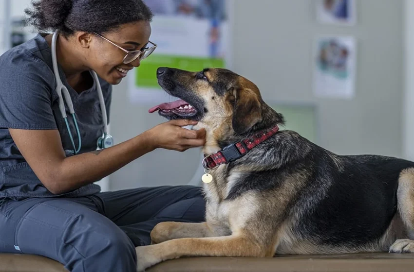  What A Veterinary Clinic Checks When A Pet’s Coat Or Energy Level Changes