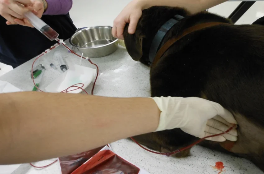  How Animal Hospitals Investigate Chest Fluid With Pleural Fluid Analysis