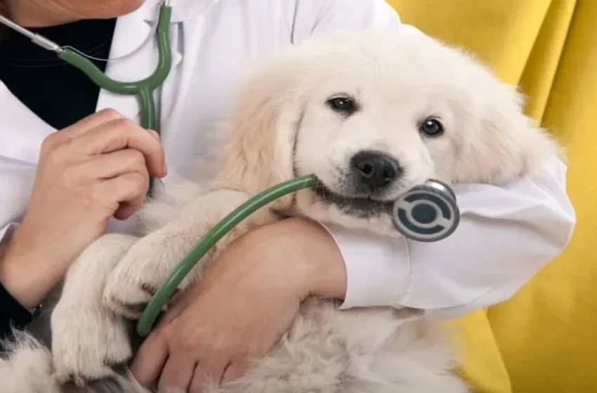  Cryptococcosis In Cats Can Affect More Than The Nose